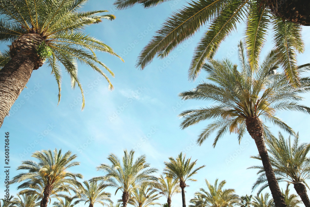 Travel, vacation, nature and summer holidays concept - palm trees over blue sky background