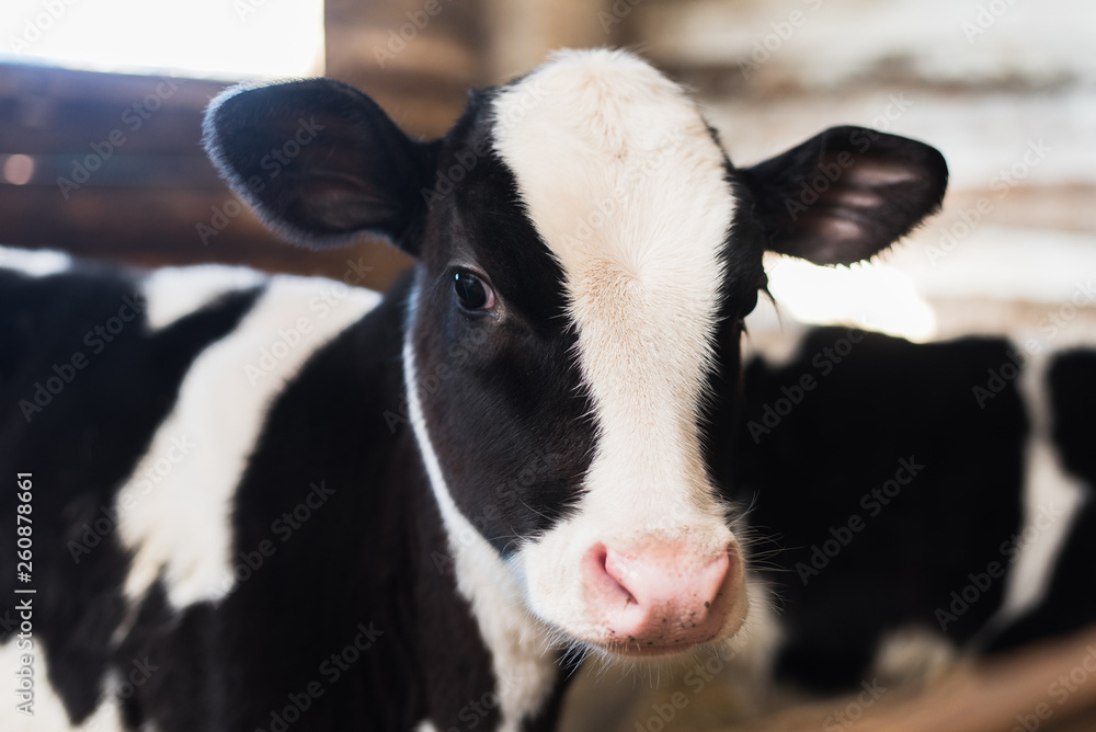 calf on the farm. Inside the farm is a cute baby cow. A lot of hay calf on the farm. Inside the farm is a cute baby cow. A lot of hay