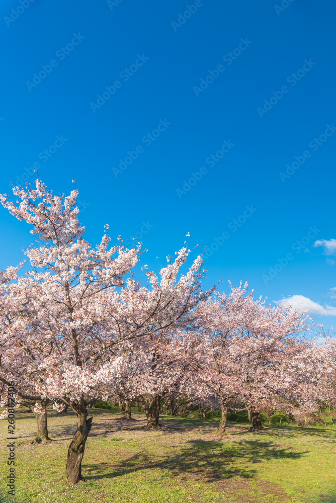 桜 満開 青空 花見 桜 満開 青空 花見