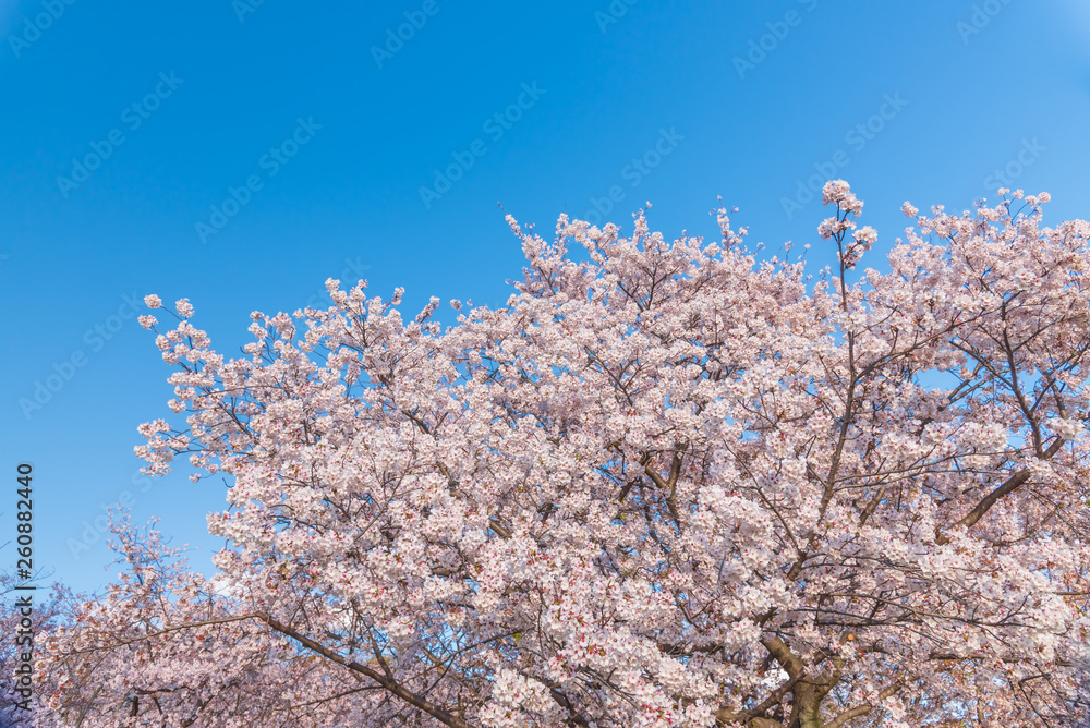 桜 満開 青空 花見