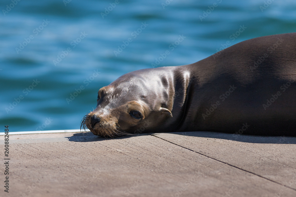 Fototapeta premium Sea Lion
