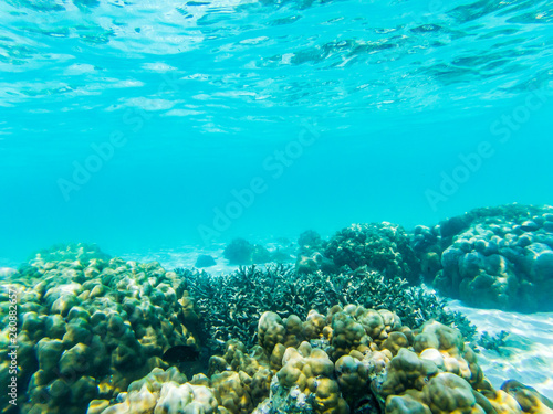 Fototapeta Naklejka Na Ścianę i Meble -  underwater marine life on coral reefs