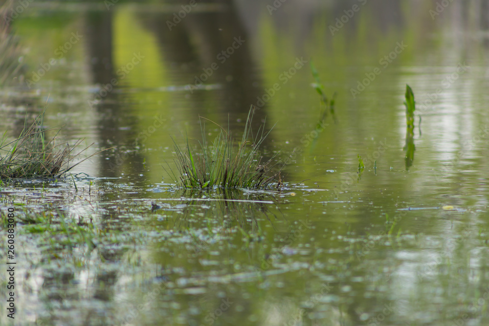 Close up of pond with green grass which reflects the forest and sky Close up of pond with green grass which reflects the forest and sky