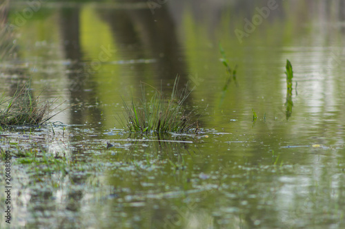 Close up of pond with green grass which reflects the forest and sky