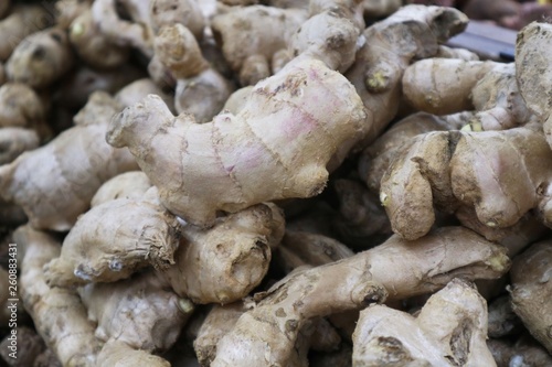 root of ginger