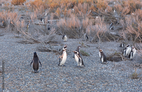 Colony of penguins in Pinguinera Faro Cabo Virgenes. photo