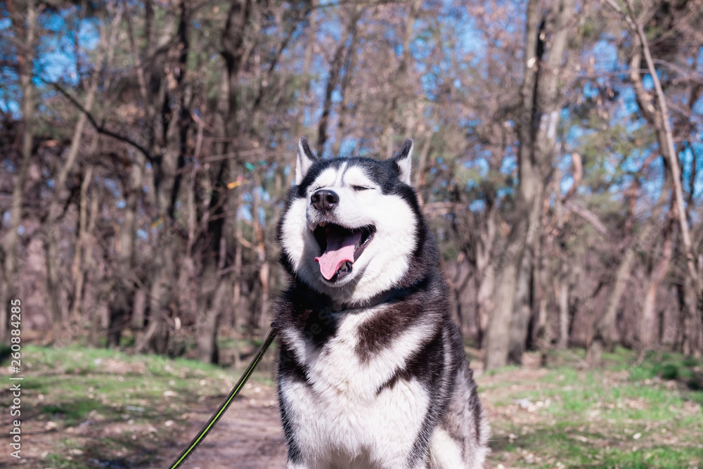 A funny Husky dog laughs and shows tongue, a cunning dog with eyes closed, a satisfied Malamute is standing in the forest