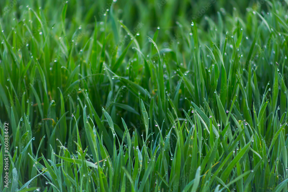 Close-up drops of dew on young fresh green grass with blurred background Close-up drops of dew on young fresh green grass with blurred background