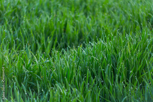 Wallpaper Mural Close-up drops of dew on young fresh green grass with blurred background Torontodigital.ca