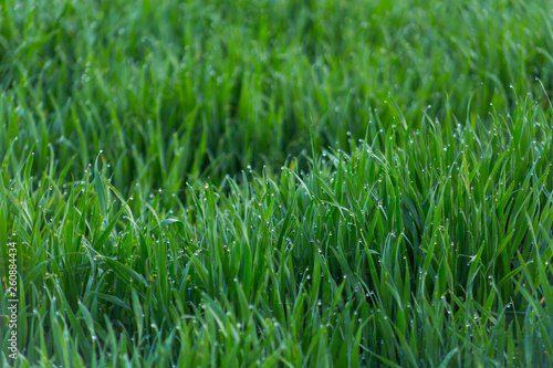 Close-up drops of dew on young fresh green grass with blurred background