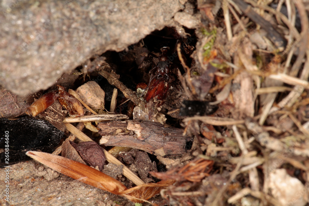 Rote Waldameise (Formica rufa) Rote Waldameise (Formica rufa)