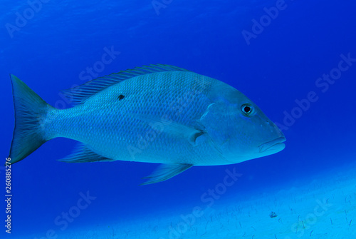 A mutton snapper shot underwater in its natural environment without any artificial lighting. The shot was taken in the warm waters of Grand Cayman in the Caribbean