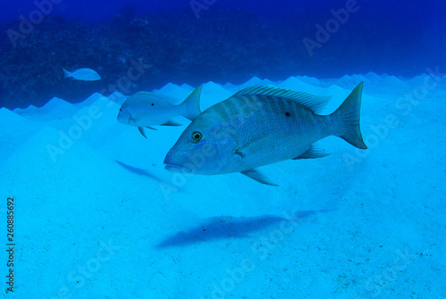 A mutton snapper shot underwater in its natural environment without any artificial lighting. The shot was taken in the warm waters of Grand Cayman in the Caribbean
