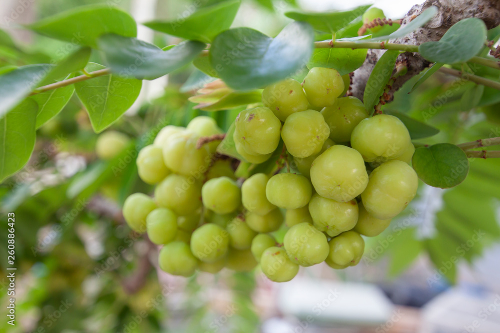 Star gooseberry or Phyllanthus acidus on tree in the garden on blur nature background. Star gooseberry or Phyllanthus acidus on tree in the garden on blur nature background.