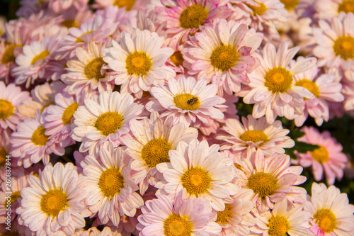 Colorful flowers in the garden