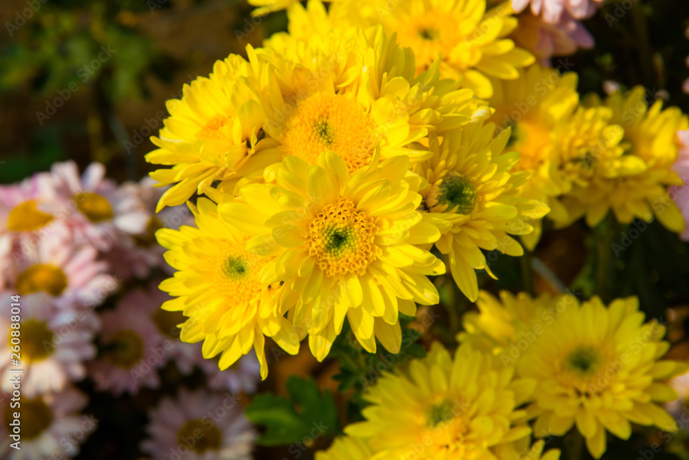 Colorful flowers in the garden Colorful flowers in the garden