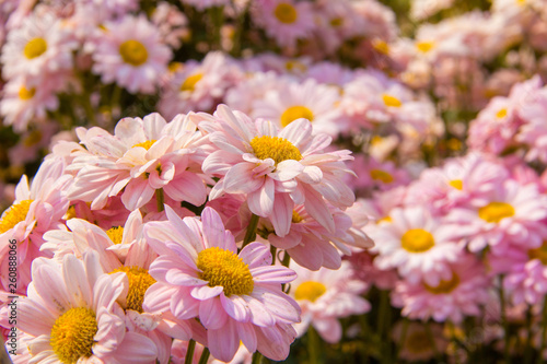 flowers in the garden