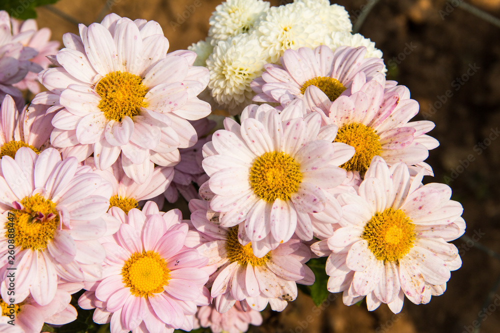 Fototapeta premium flowers in the garden