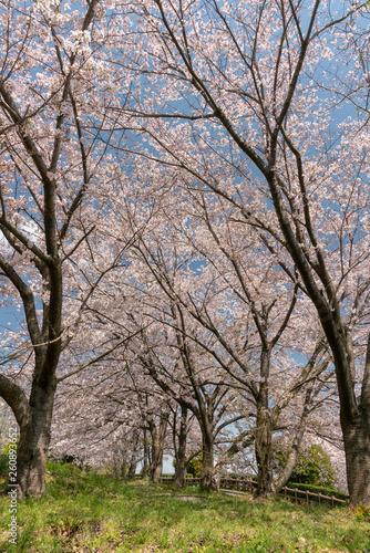 青空バックの満開の桜