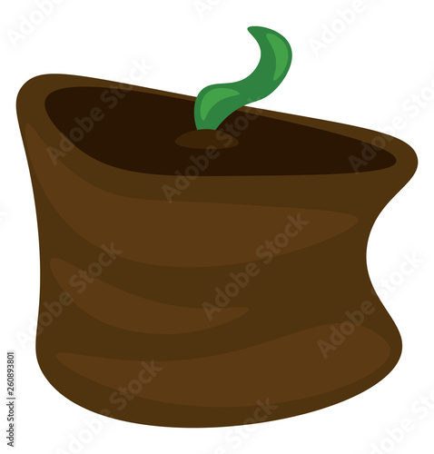 A sprouting seedling vector or color illustration