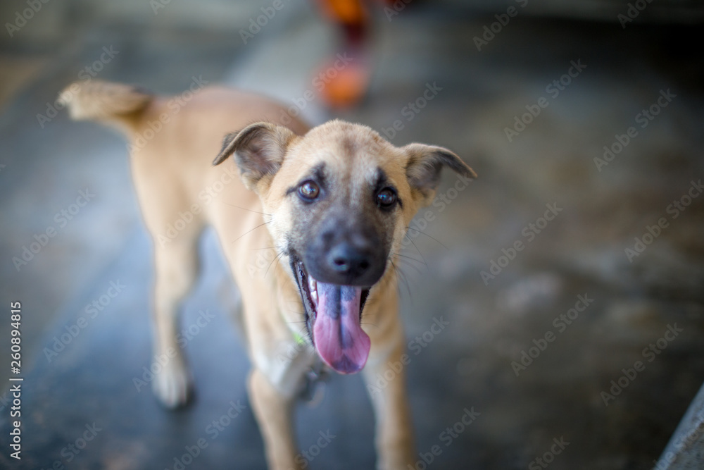 Close-up wallpaper of small puppies With mischief and blurring of movement all the time, raising the house and making a cry when people come to see