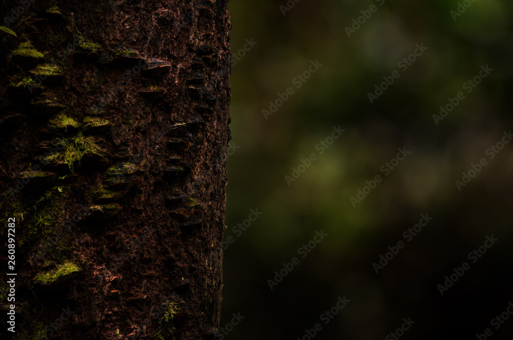 Forest Forest