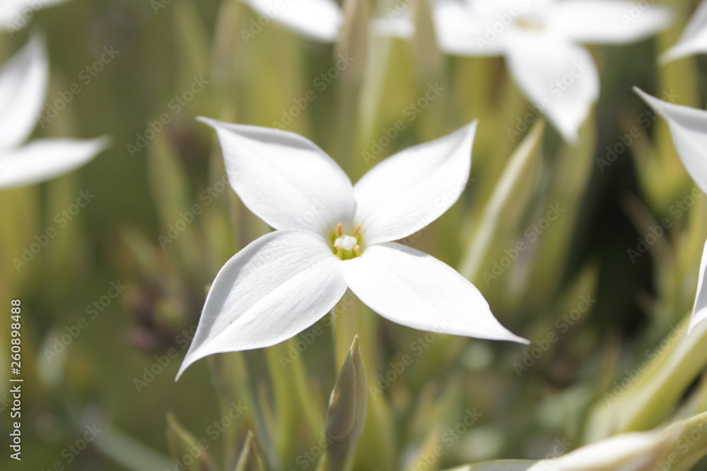 Fototapeta premium Flor