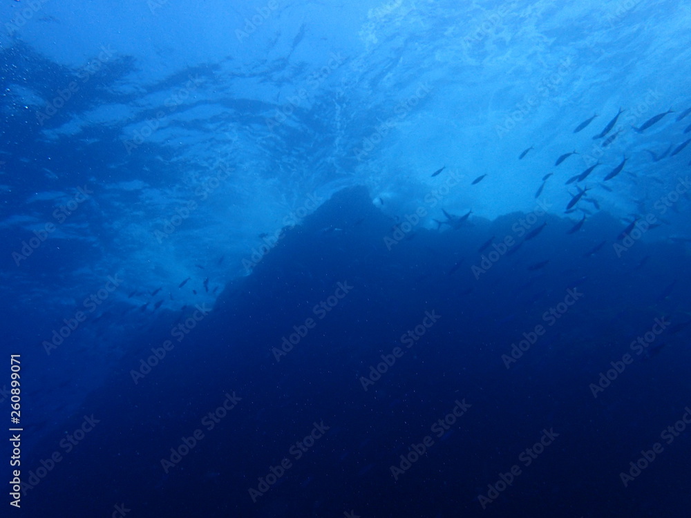 Fototapeta premium 海山の頂上を泳ぐ魚群