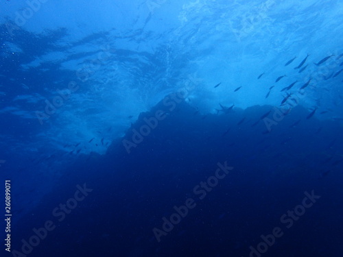 海山の頂上を泳ぐ魚群