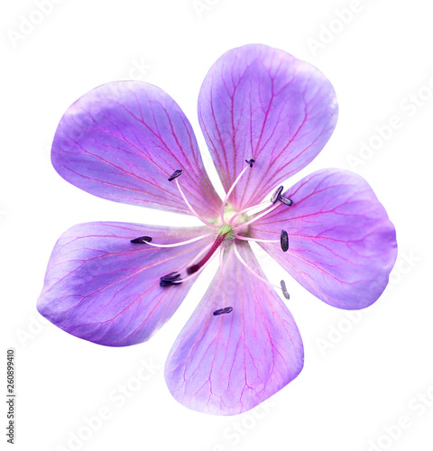 Blue flower isolated on white background, forest, field