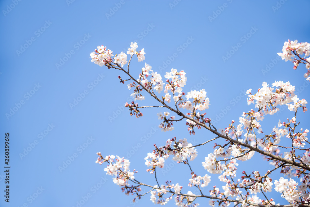 chiba, japan, 04/03/2019 , view of Aobanomori park. Cherry blossoms branches in japan.