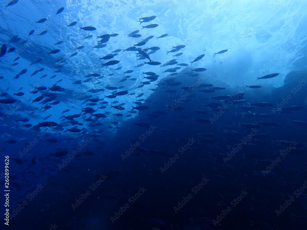 Fototapeta premium 海山の頂上を泳ぐ魚群