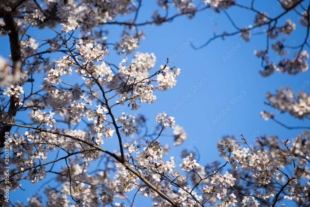 chiba, japan, 04/03/2019 , view of Aobanomori park. Cherry blossoms branches in japan.