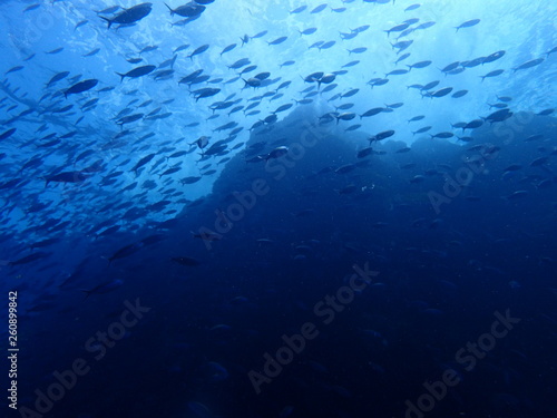 海山の頂上を泳ぐ魚群 © nori