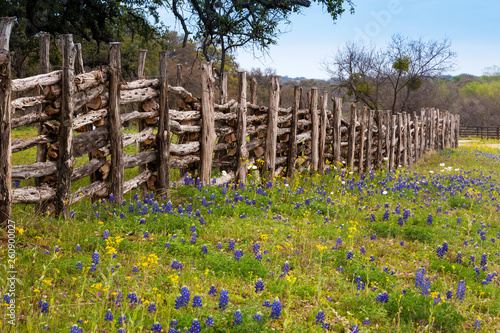 Flowers in Hill Country on Willow City Loop Road, Texas