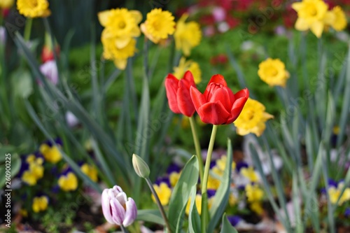 Tulip with yellow narcissus