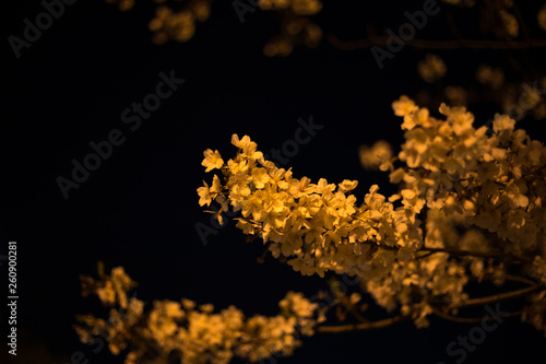 chiba, japan, 04/03/2019 , view of Aobanomori park. Sakura cherry trees at night lighted from a yellow lamp. Flowrs are actually white.
