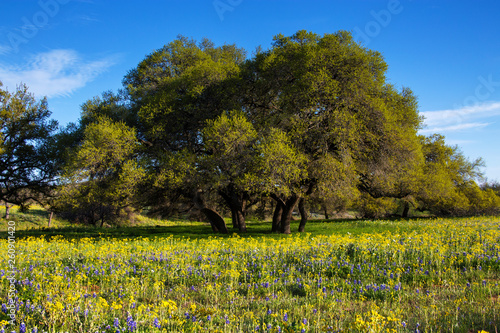 Field of Flowers in Front of Shapely Trees in the Hill Country of Texas