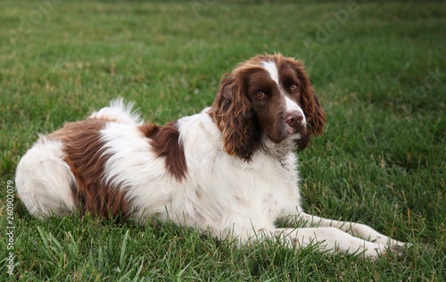 Konstfotografi English Springer Spaniel (liver and white) dog lying on green grass