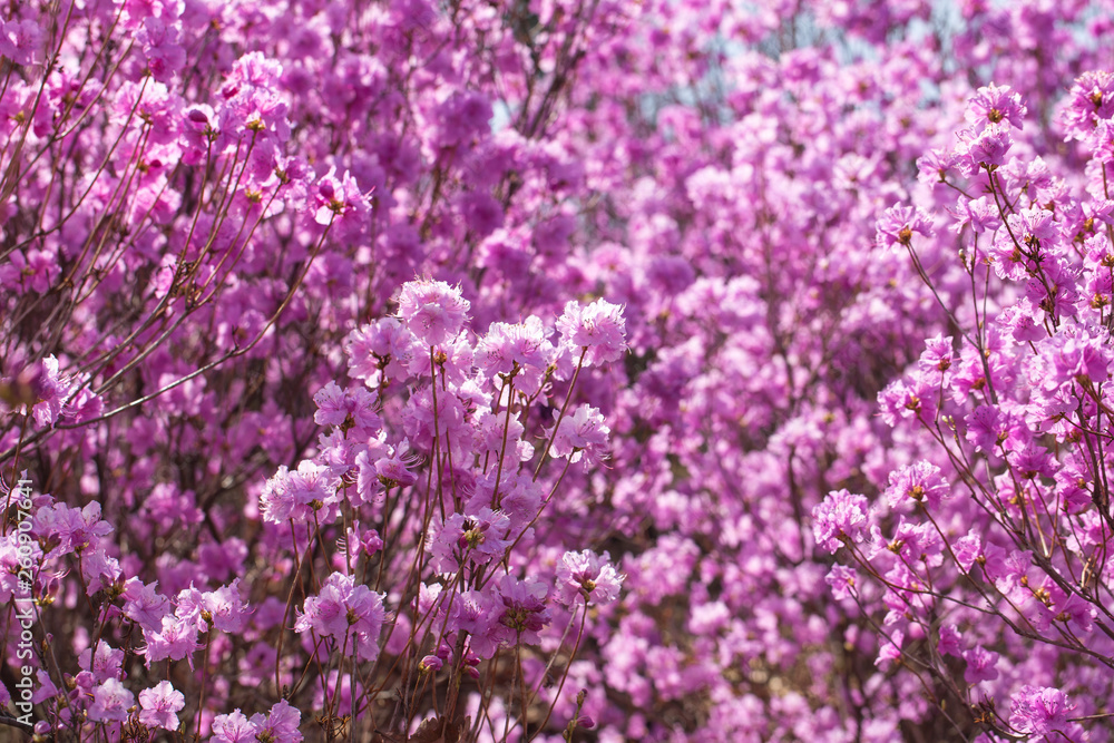 Pink azalea bush. Spring flowers background.