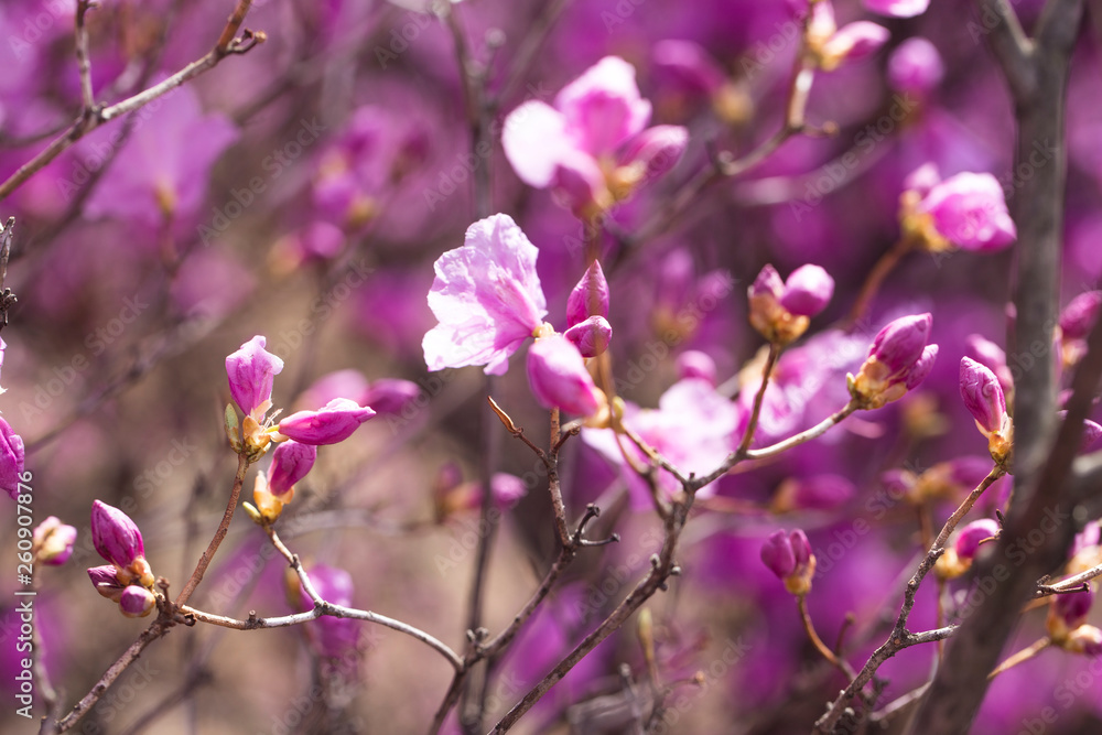 Pink azalea bush. Spring flowers background. Pink azalea bush. Spring flowers background.