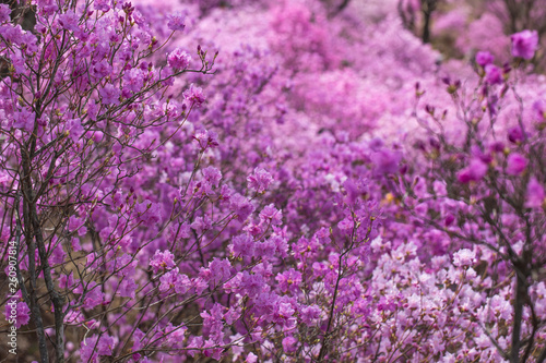 Pink azalea bush. Spring flowers background.