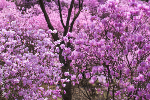 Pink azalea bush. Spring flowers background.