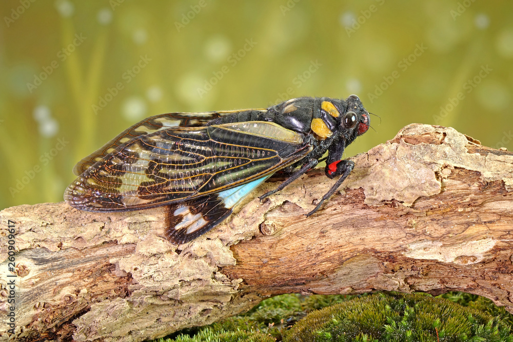 Cicada : Butterfly cicadas with broad multicolor wings. Blue butterfly-wings cicada (Distantalna splendida) is a cicada species from southeast Asia (Thailand, Myanmar and India) Symphony of forest. Cicada : Butterfly cicadas with broad multicolor wings. Blue butterfly-wings cicada (Distantalna splendida) is a cicada species from southeast Asia (Thailand, Myanmar and India) Symphony of forest.
