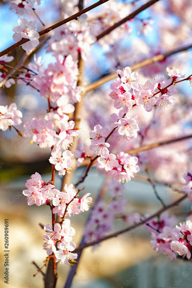 Fototapeta premium Cherry blossoms