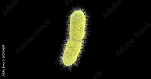 3D animation of a klebsiella pneumoniae bacteria