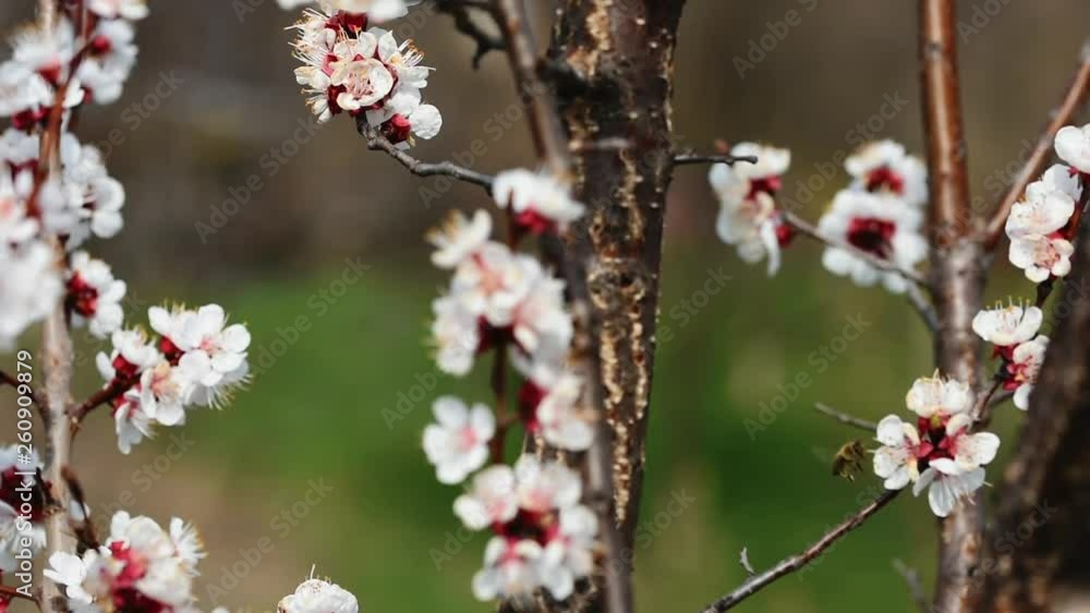 Bees pollinating the flowers of a blooming apricot tree. Bees pollinating the flowers of a blooming apricot tree.