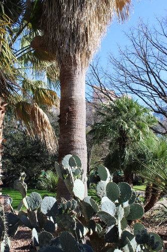 Palm trees and prickly pear cactus in the park with other trees and bushes 