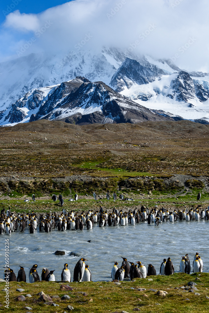 Φωτογραφία Beautiful landscape leading up to a craggy snow covered mountain, large number of King Penguins lining both sides of a silt filled river, St
