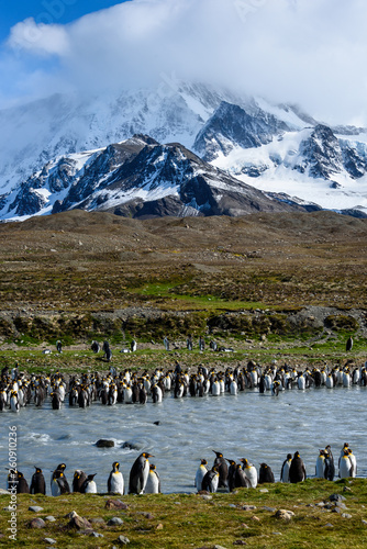 Beautiful landscape leading up to a craggy snow covered mountain  large number of King Penguins lining both sides of a silt filled river  St. Andrews Bay  South Georgia